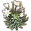Kaktus, Lilienblüten Icon icon