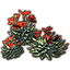 Kaktus, blühende Gruppe Icon icon