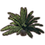 Plant, Cask Palm Icon icon