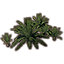 Grappe de plantes, zahmia icon