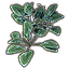 Растения (лазурная центелла скопление) icon