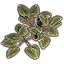 Plants, Amber Spadeleaf Cluster Icon