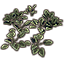 Plant Cluster, Spadeleaf icon