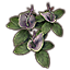 Pflanze, dornige Sumpflilie icon