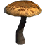 Pilz, große Glatzkappe Icon icon