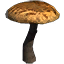 Pilz, große Glatzkappe icon