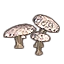 Furniture icon for Грибы (гноевики скопление)