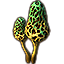 Pilz, großes Grünmorchel-Paar icon