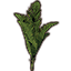 Plant, Majesty Palm icon