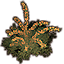 Ajoncs en fleurs, orange Icon icon