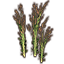 Herbe, grappe haute cotonneuse Icon icon