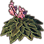 Fuchsienfarbige Taglilie icon