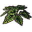 Plant, Emerald Heart Begonia Icon icon