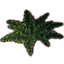 Fern Plant, Low Lush Icon icon