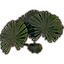 Plante, palmiers verts de Galen en grappe icon