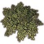 Vines, Sun-Bronzed Ivy Cluster icon