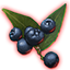 Onyxglanz-Beeren des Wachstums icon