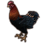 Mara's Spring Chicken icon