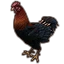 Mara's Spring Chicken icon