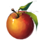 Pommes icon