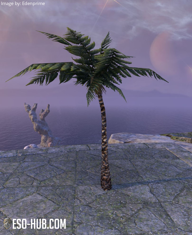 Tree, Small Palm
