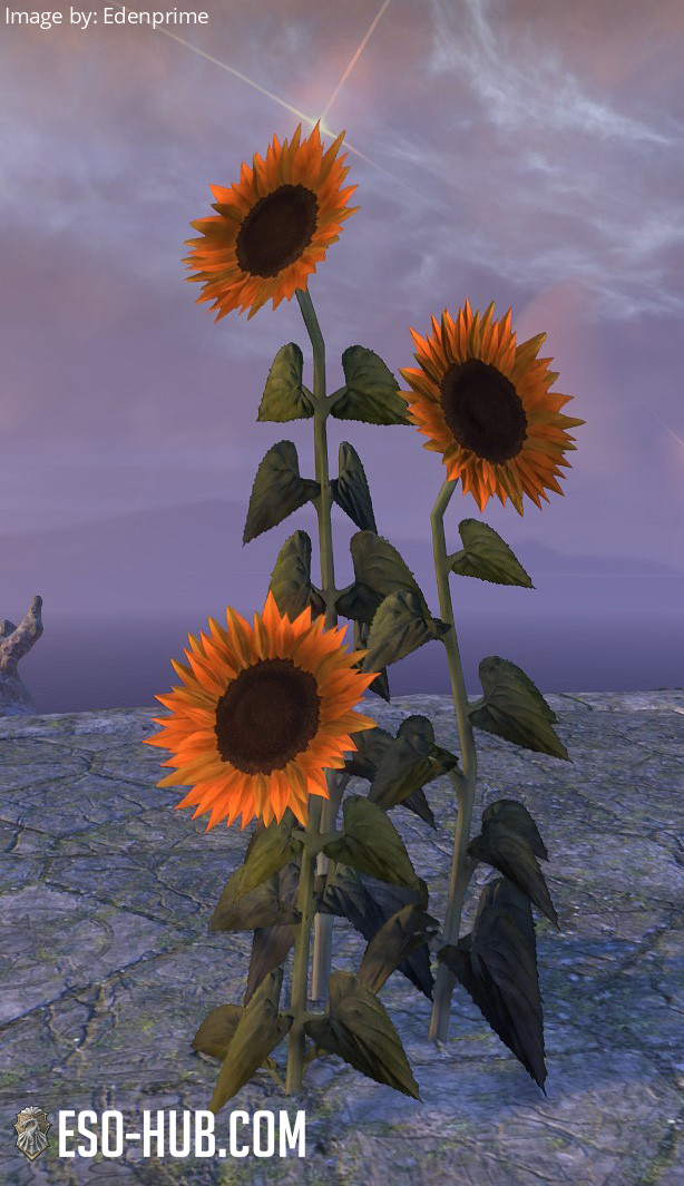 Flowers, Sunflower Cluster ESO Hub Elder Scrolls Online