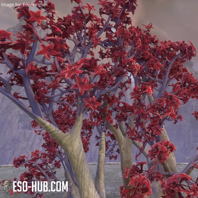 Image 3 of Árbol, sangre de dragón ESO