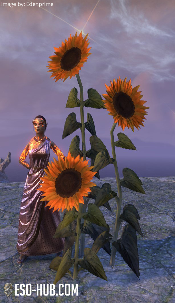 Flowers, Sunflower Cluster ESO Hub Elder Scrolls Online