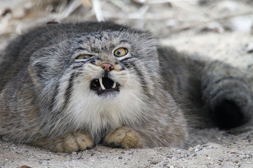 pallas-cat-manul-2