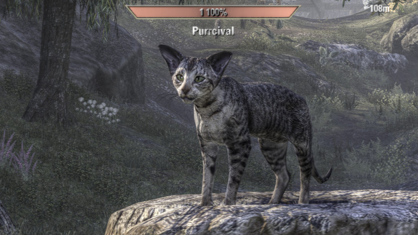 Le Mignon Chaton